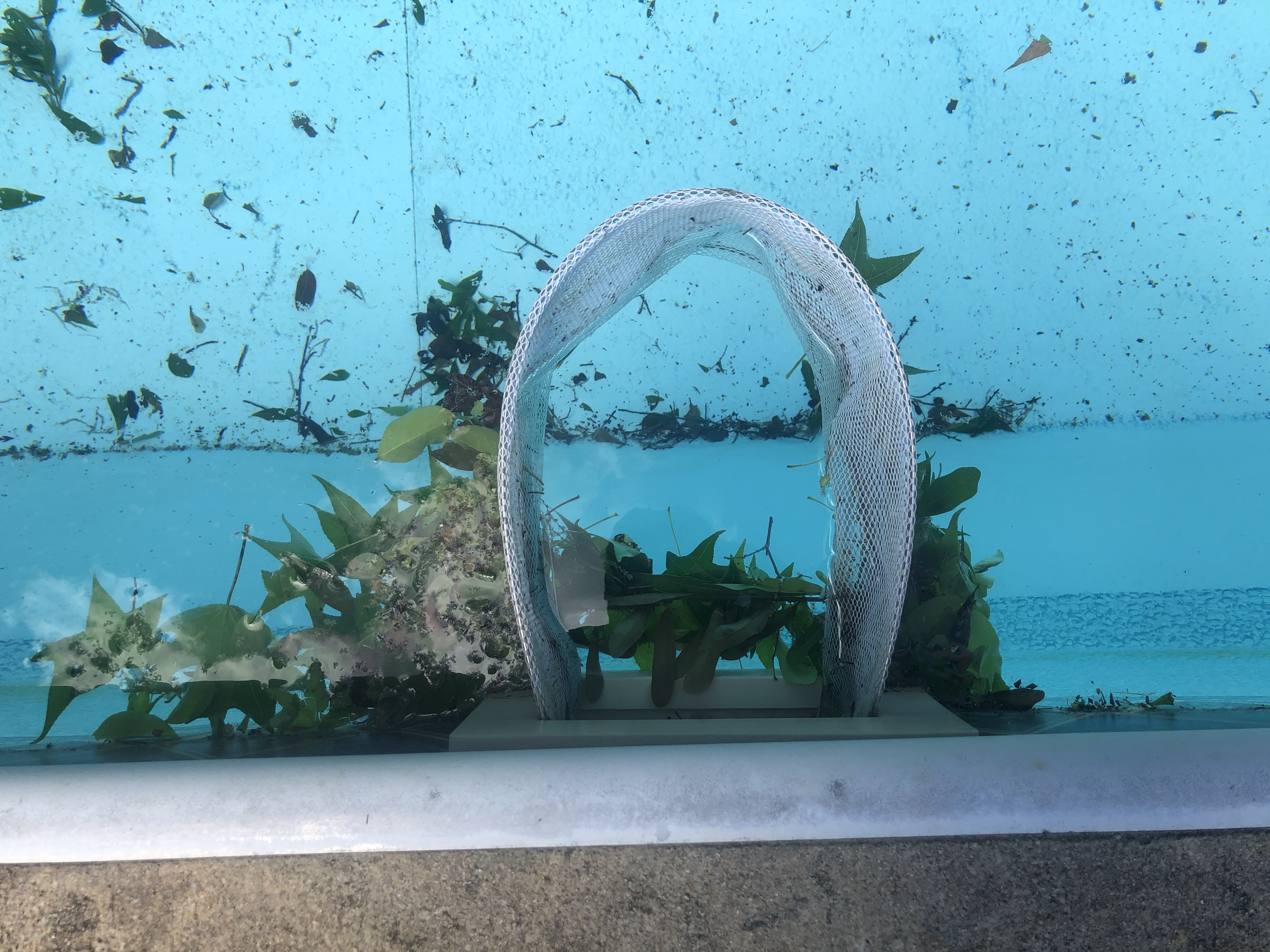 Skimmer Shield catching leaves and debris — view from inside the pool